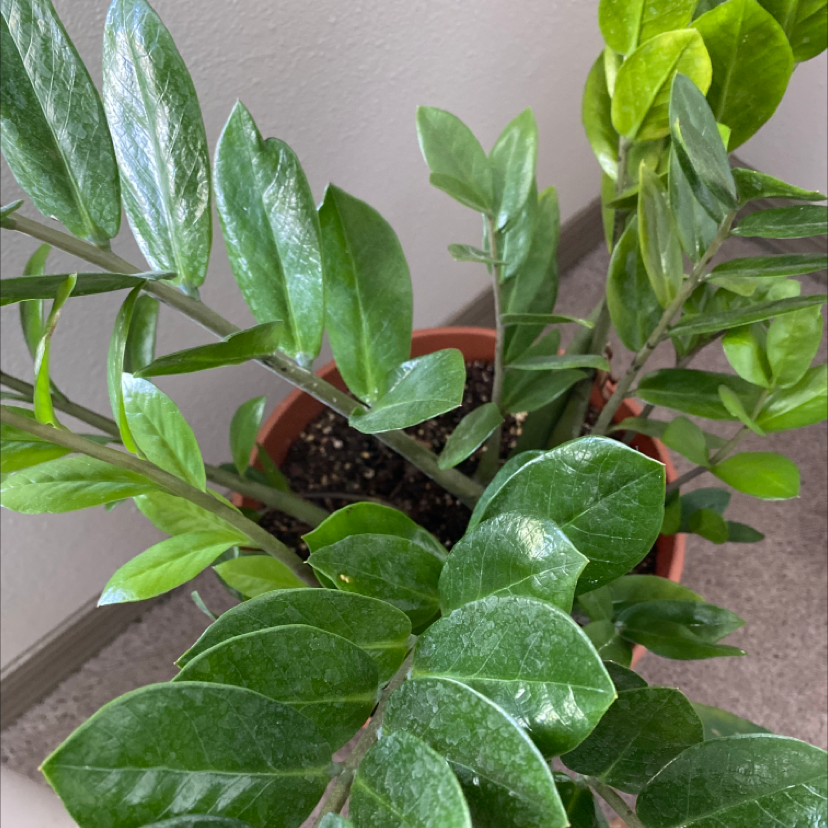 Zamioculcas Zamiifolia plant photo by @shealenyeah named ZeeZee on Greg, the plant care app.