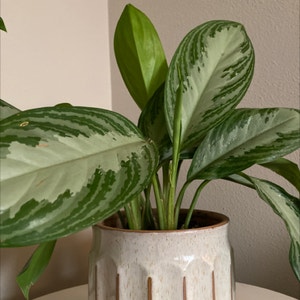 Silver Bay Aglaonema plant photo by @shealenyeah named Circe on Greg, the plant care app.