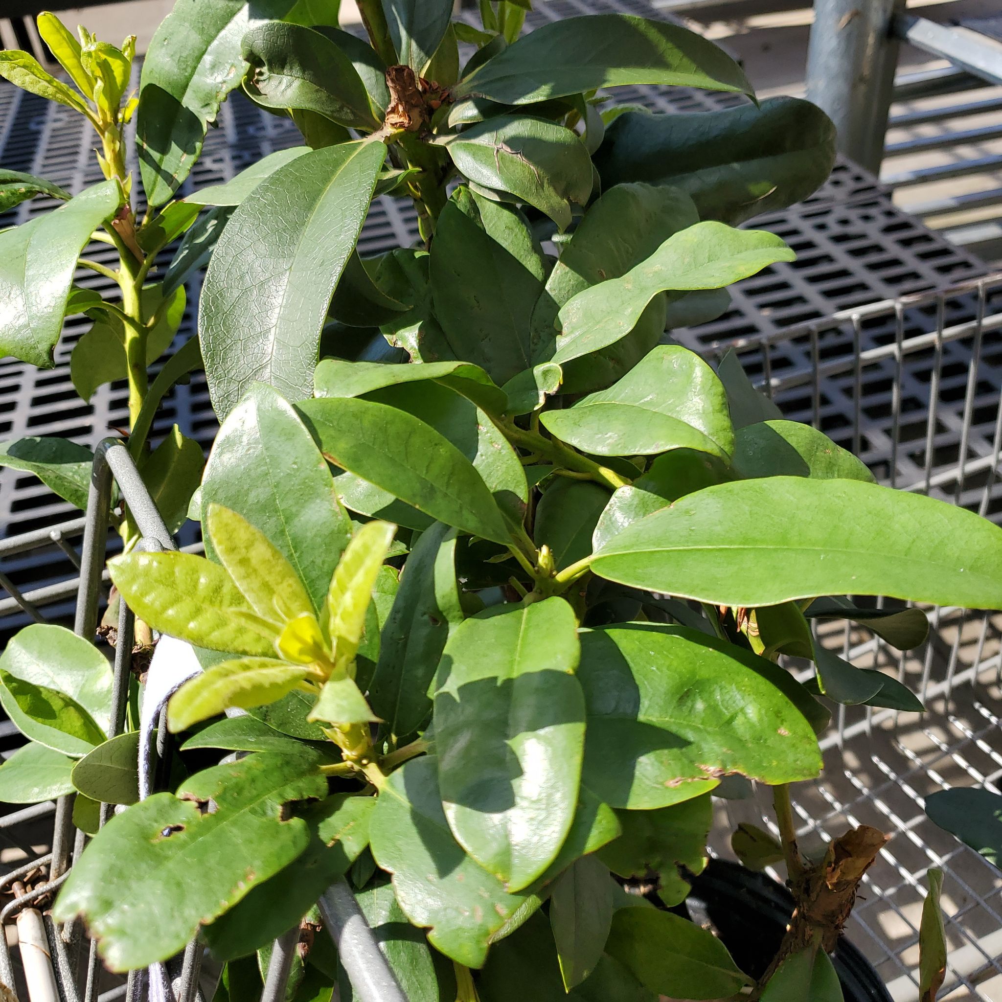 Image of an Alpenrose plant with glossy green leaves in a greenhouse setting.