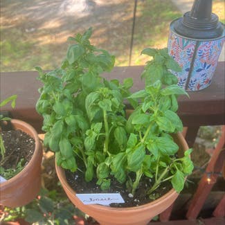 Sweet Basil plant in West Point, Virginia