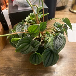 Emerald Ripple Peperomia plant in West Point, Virginia
