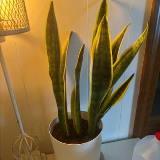 Snake Plant plant in West Point, Virginia