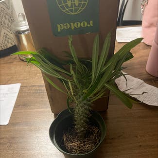 Madagascar Palm plant in West Point, Virginia