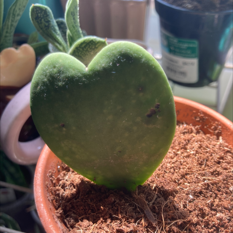 Sweetheart Hoya plant with a heart-shaped leaf and visible black spots in a small pot.