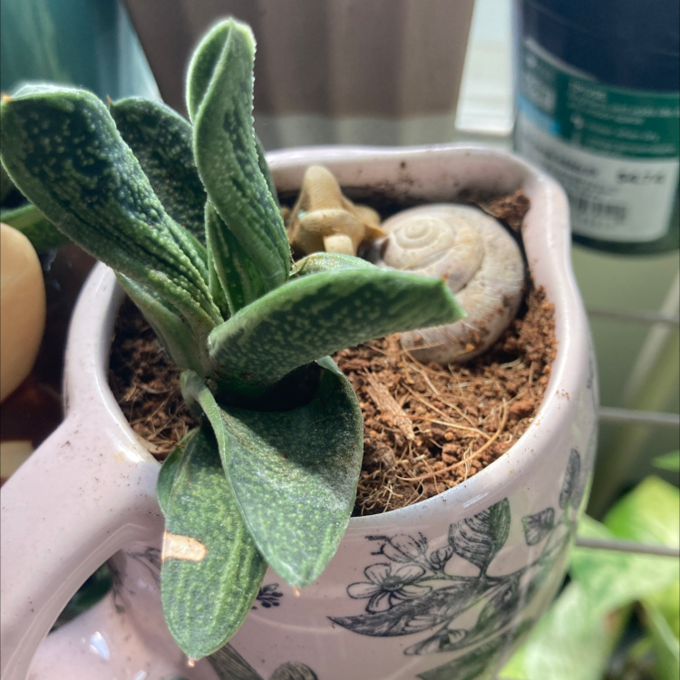 Healthy Gasteria ox tongue succulent plant with thick mottled green leaves growing in a decorative ceramic pot.