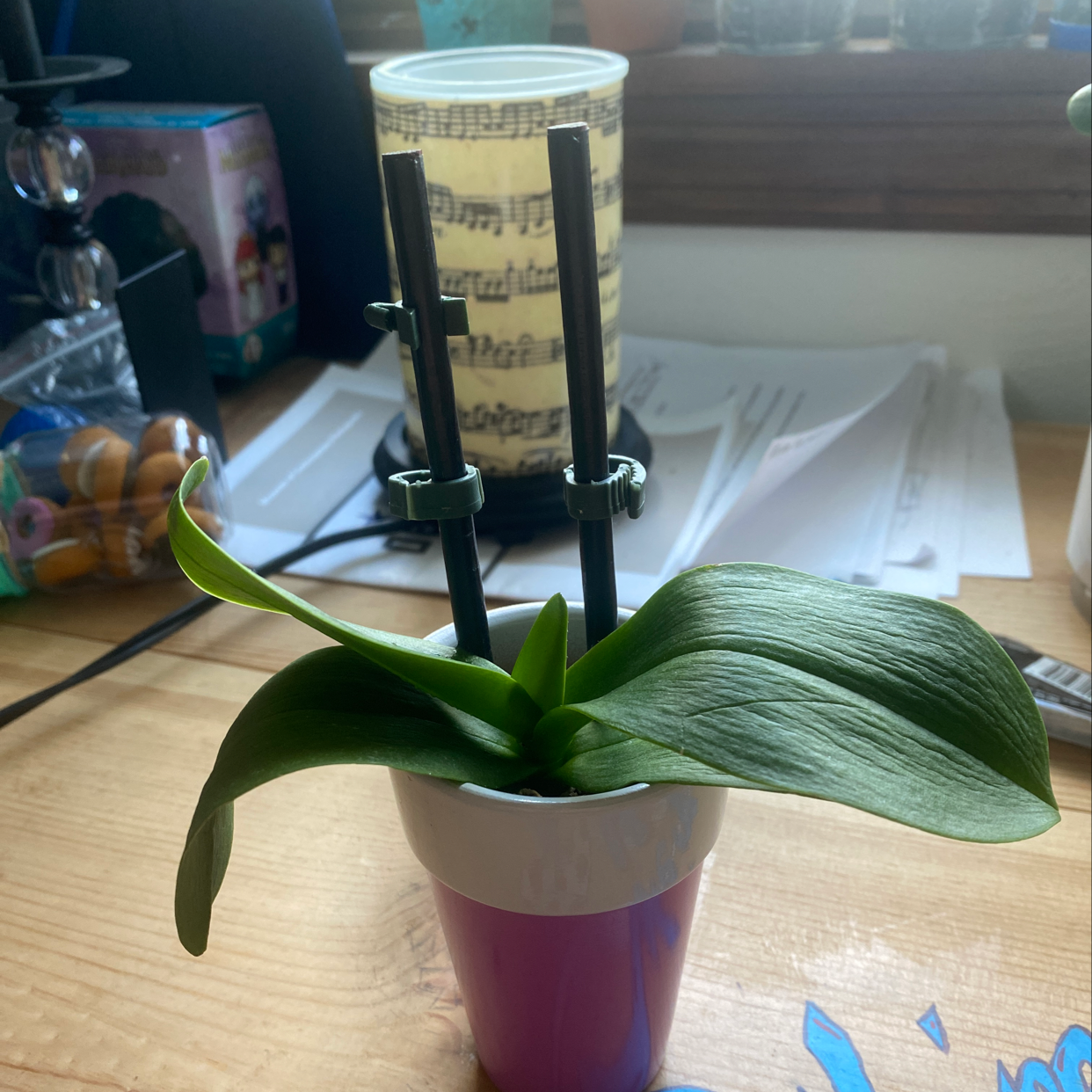 Mini Phalaenopsis Orchid in a small pot on a desk with various objects in the background.