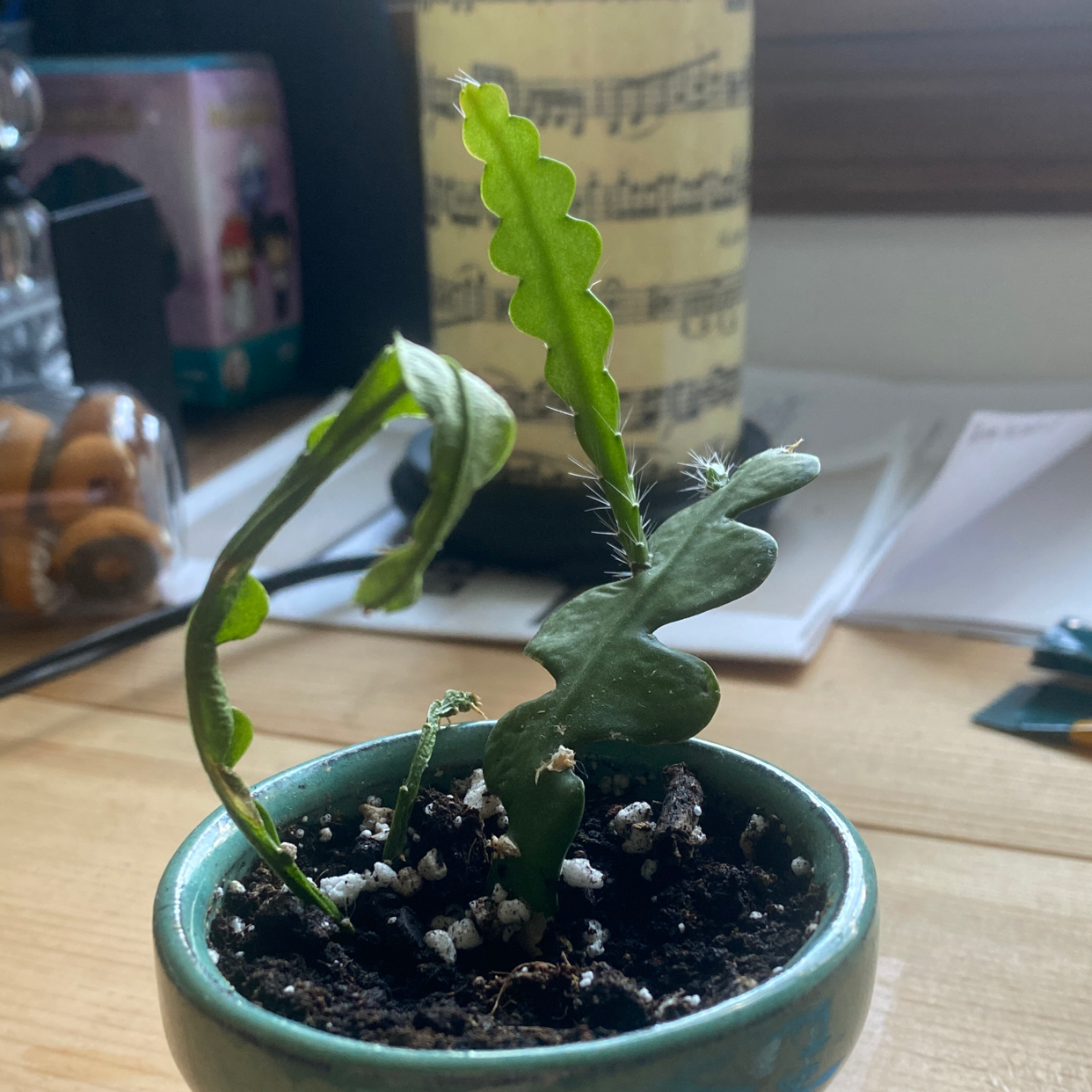 Fishbone Cactus in a small pot with visible soil, indoors on a wooden surface.