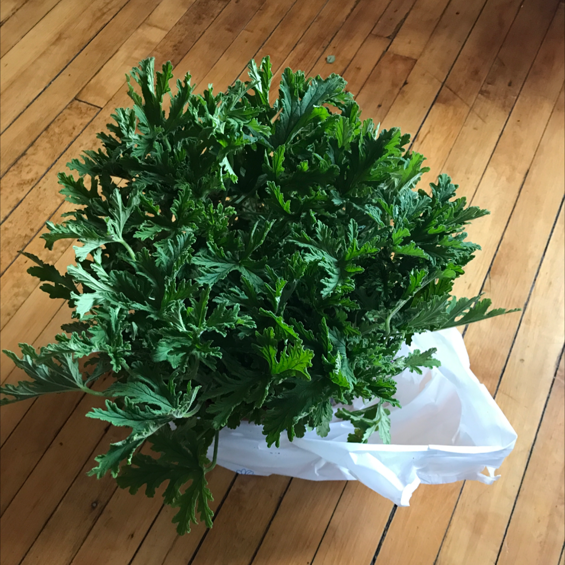 Healthy Sweet Scented Geranium in a white container on a wooden floor.