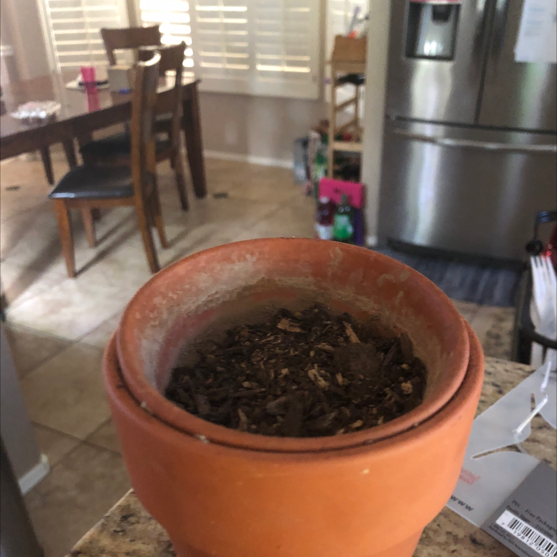 Photo of the plant species Crackerjack Mix Marigold by @BreezySeastock named Debi on Greg, the plant care app