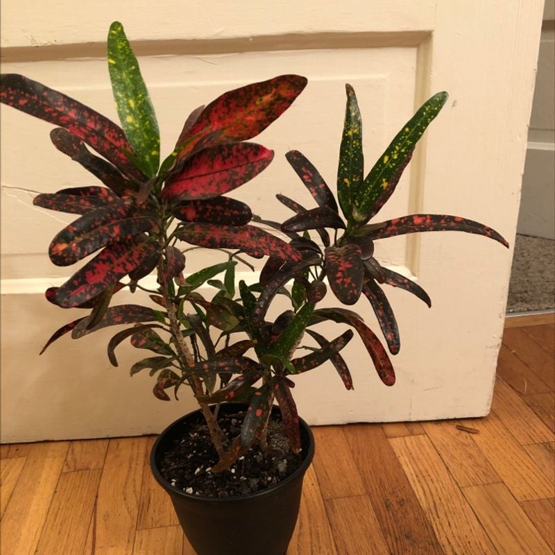 Croton 'Petra' is Toxic To Cats 🐈