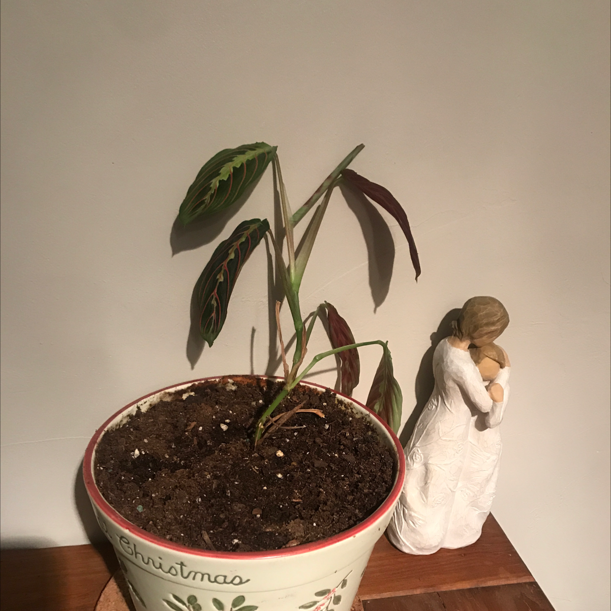 Potted Never Never Plant with wilting and browning leaves, soil visible, figurine next to pot.