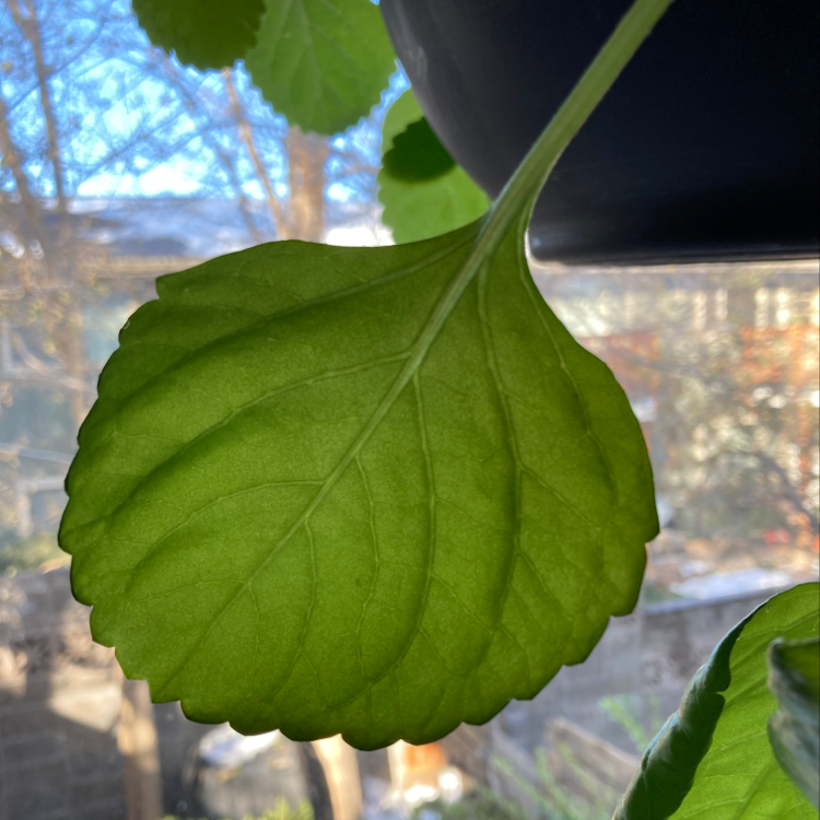 Close-up of a healthy Swedish Ivy leaf with vibrant green color.