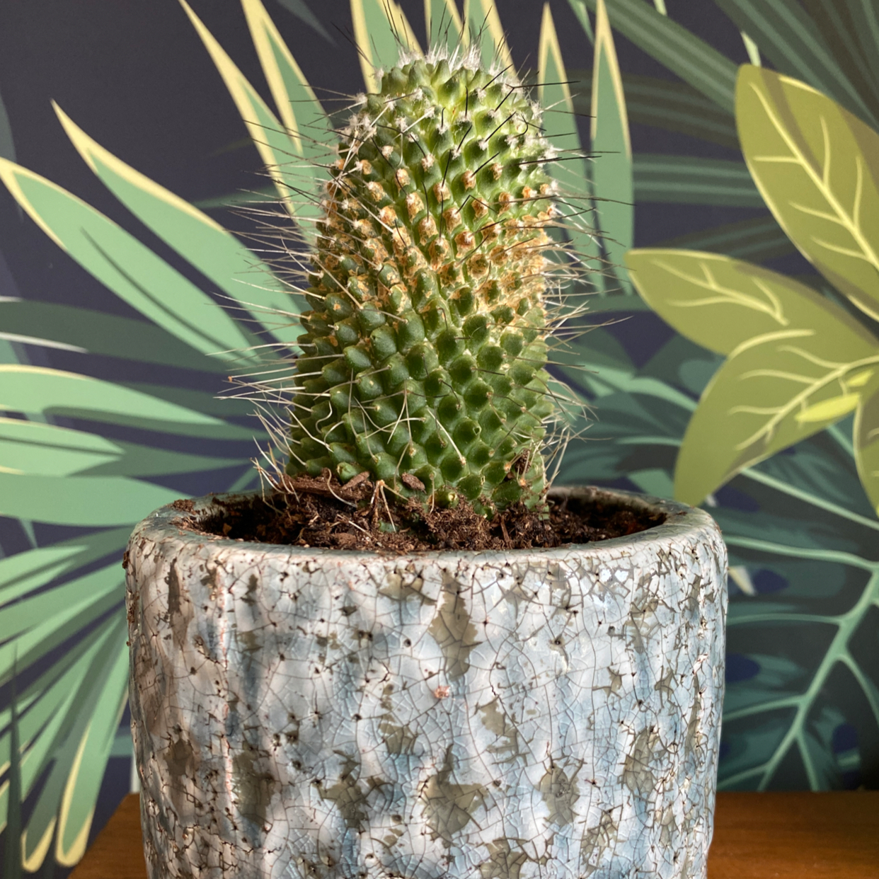 Mammillaria backebergiana cactus in a pot with a decorative plant pattern background.