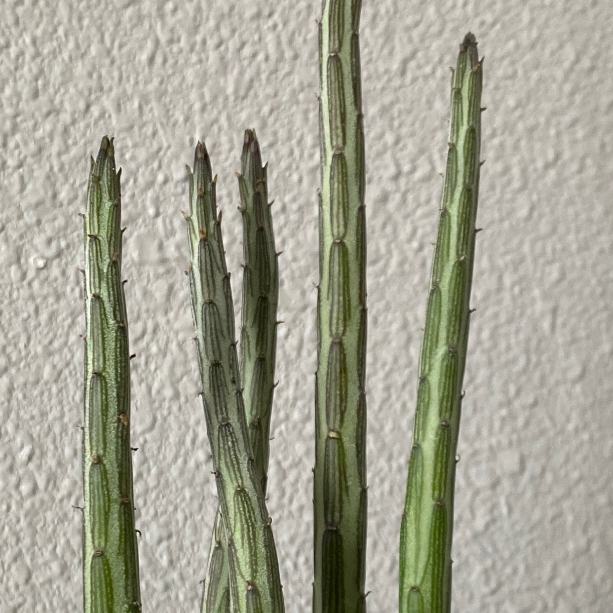 Photo of the plant species Pickle plant by @chrismessina named Little Finger on Greg, the plant care app