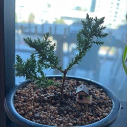 American juniper plant
