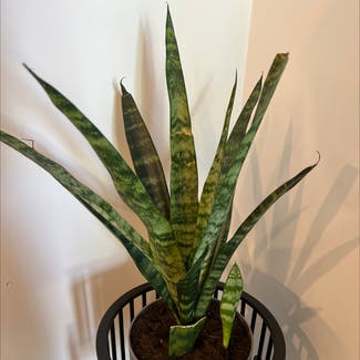 Snake Plant plant in South Perth, Western Australia