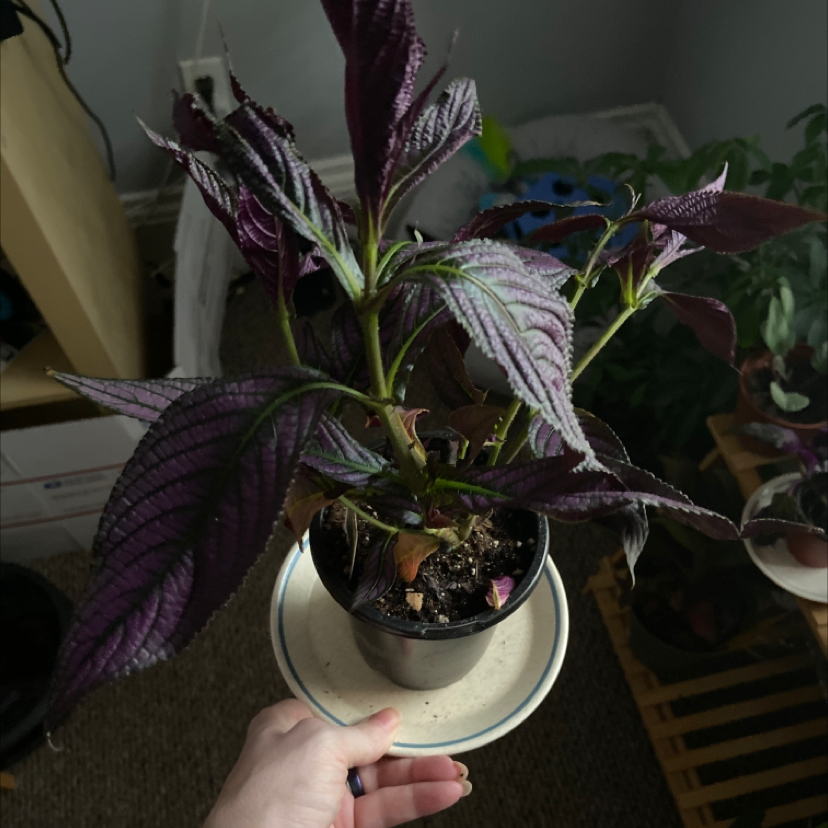 Persian Shield plant with vibrant purple leaves in a small pot, held by a hand.