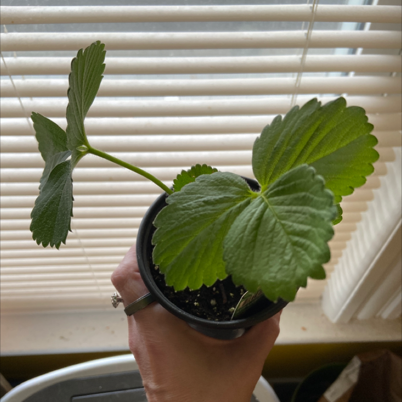 Potted California Strawberry plant with healthy green leaves held by a hand.