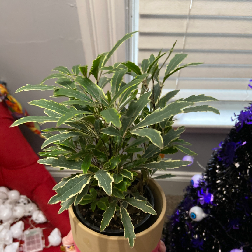 Photo of the plant species Schefflera Elegantissima by @ManicPixyMama named Your plant on Greg, the plant care app