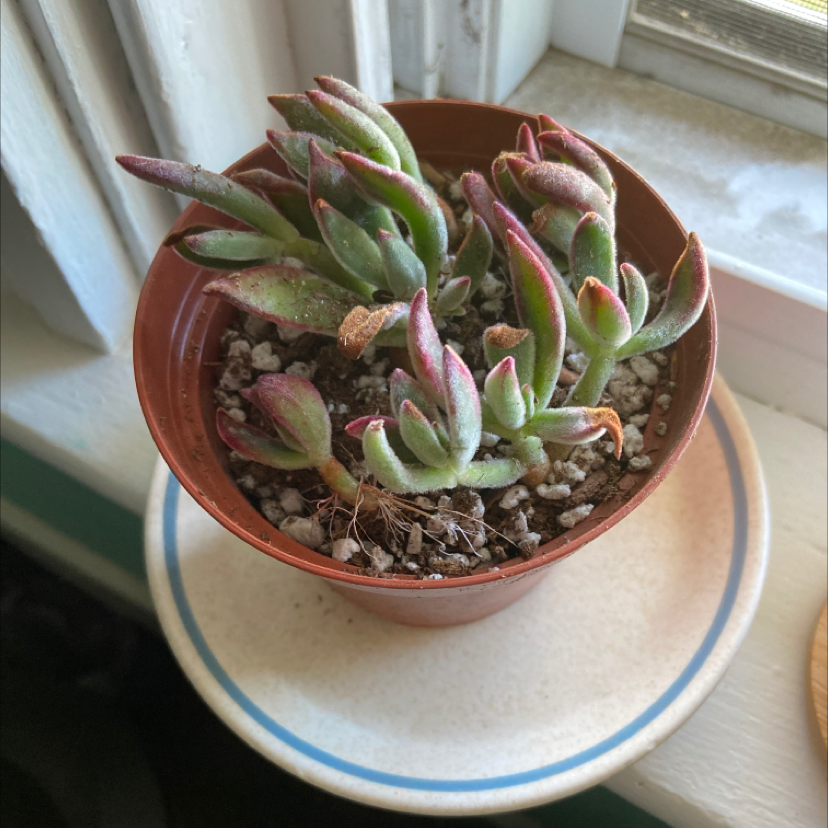 Potted Sand Rose succulent with reddish-tipped leaves near a window.