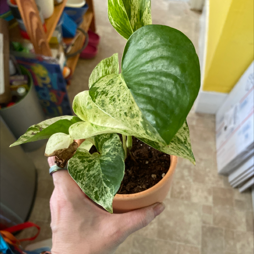 Snow Queen Pothos plant in a terracotta pot held by a hand, showing variegated green and white leaves.