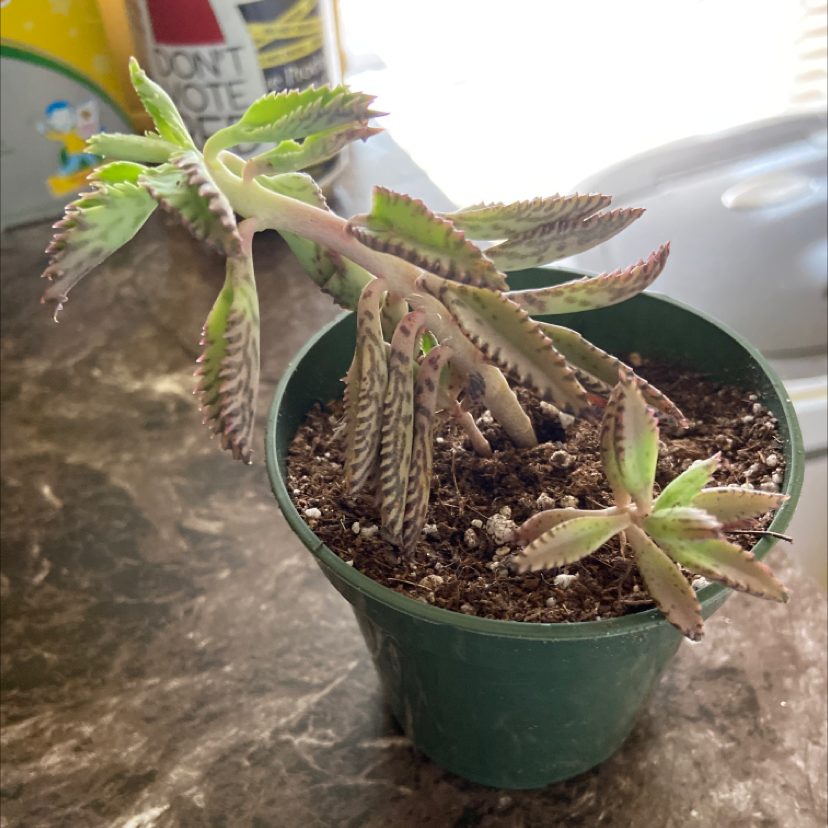 Healthy Mother of Millions plant in a green pot, with many pointed leaves and tiny plantlets growing along the leaf margins.