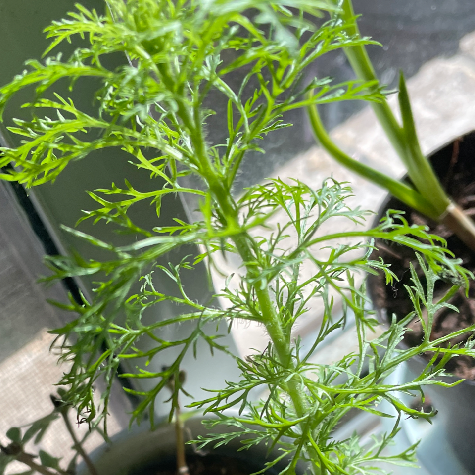 Healthy Dog Fennel plant with finely divided, feathery leaves in a pot.