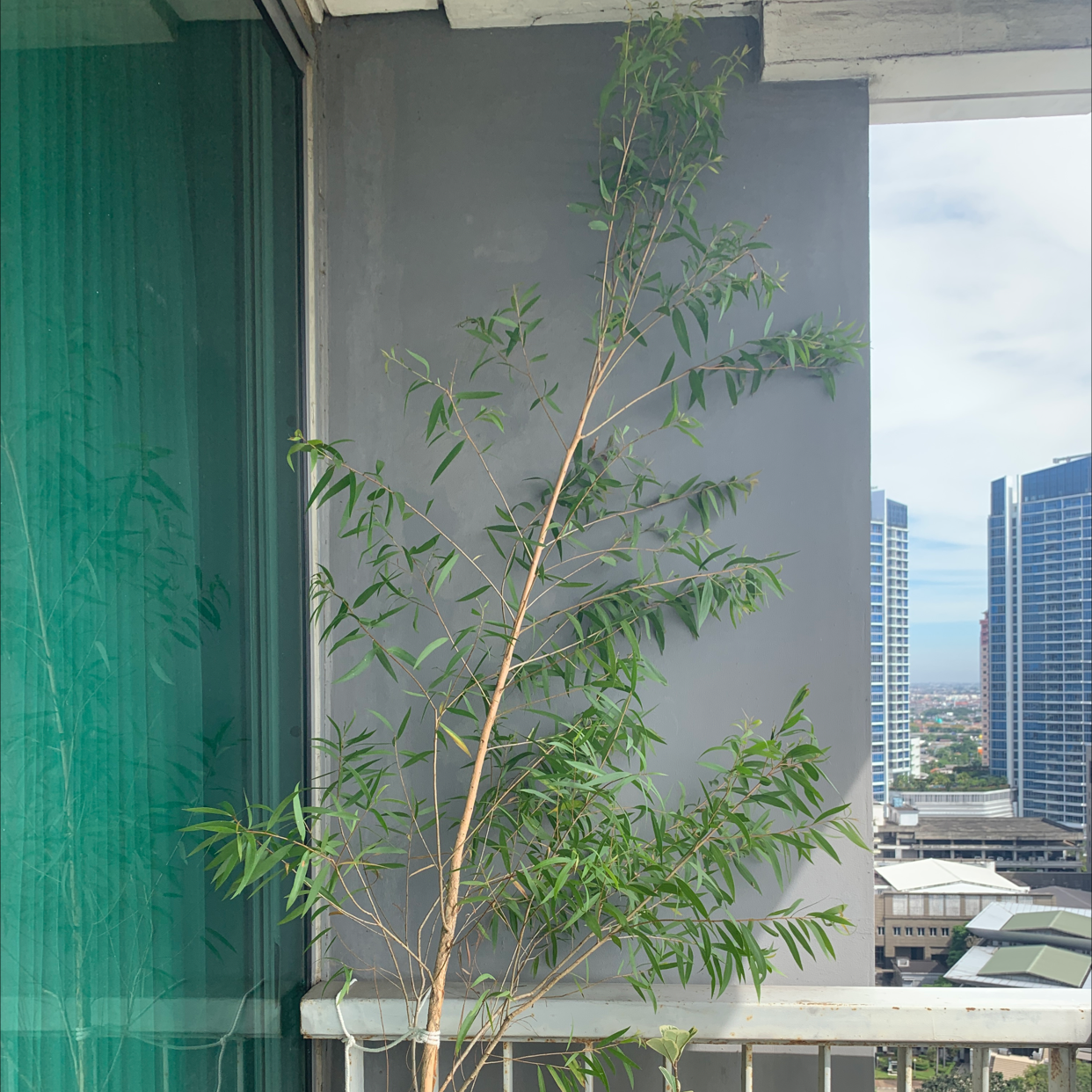 Photo of the plant species Garden Route Conebush by @YokeFanmoss named Melaleuca leucadendra on Greg, the plant care app