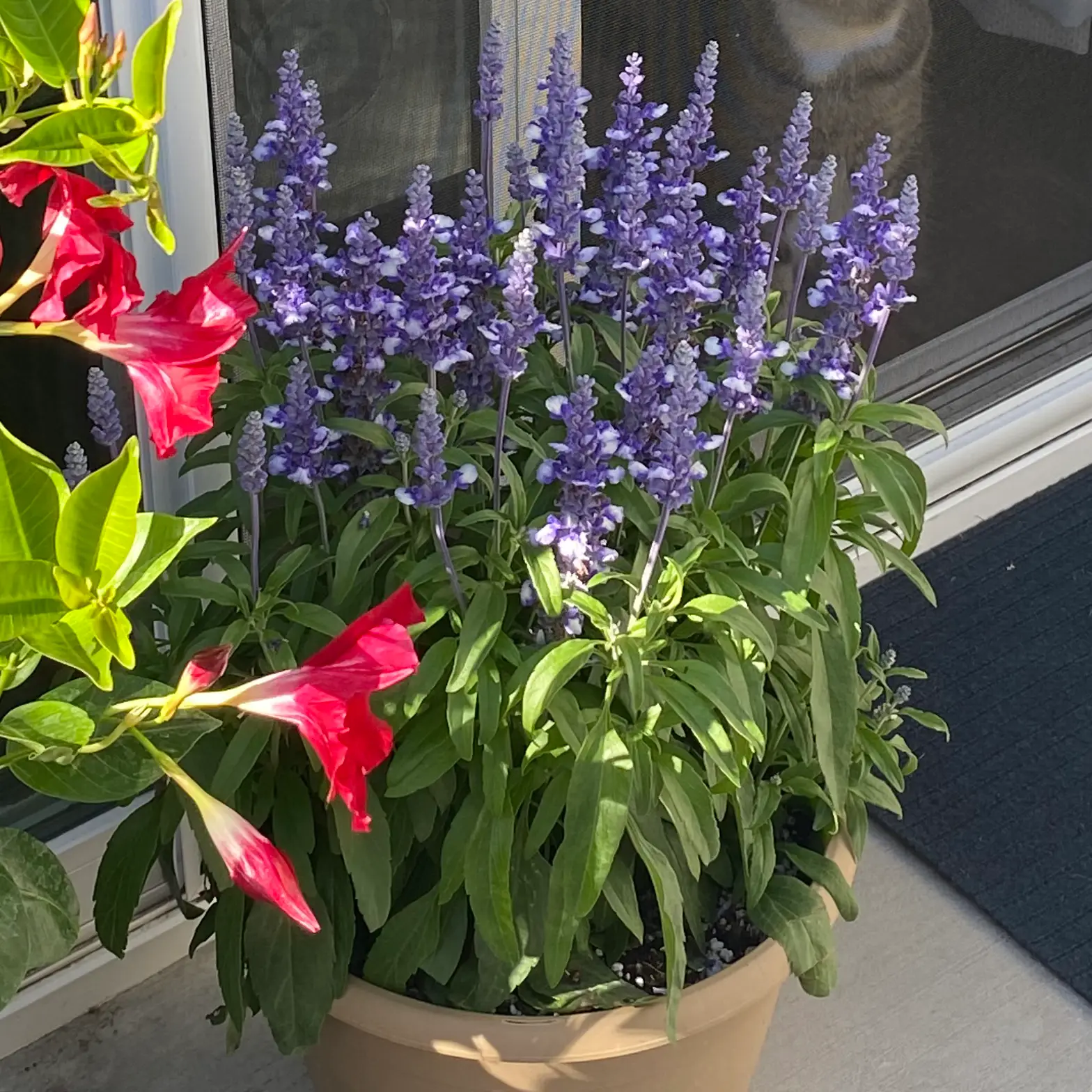 Potted Mealycup Sage plant with vibrant purple flowers and healthy green leaves.