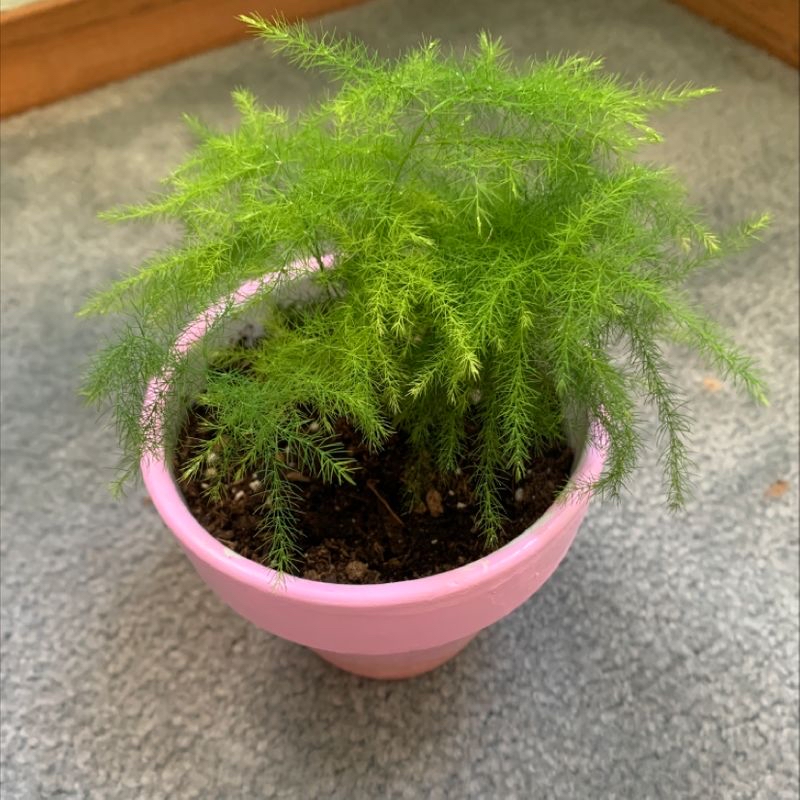 Healthy, thriving Asparagus Fern in a pink pot with vibrant green, feathery foliage growing densely upright.