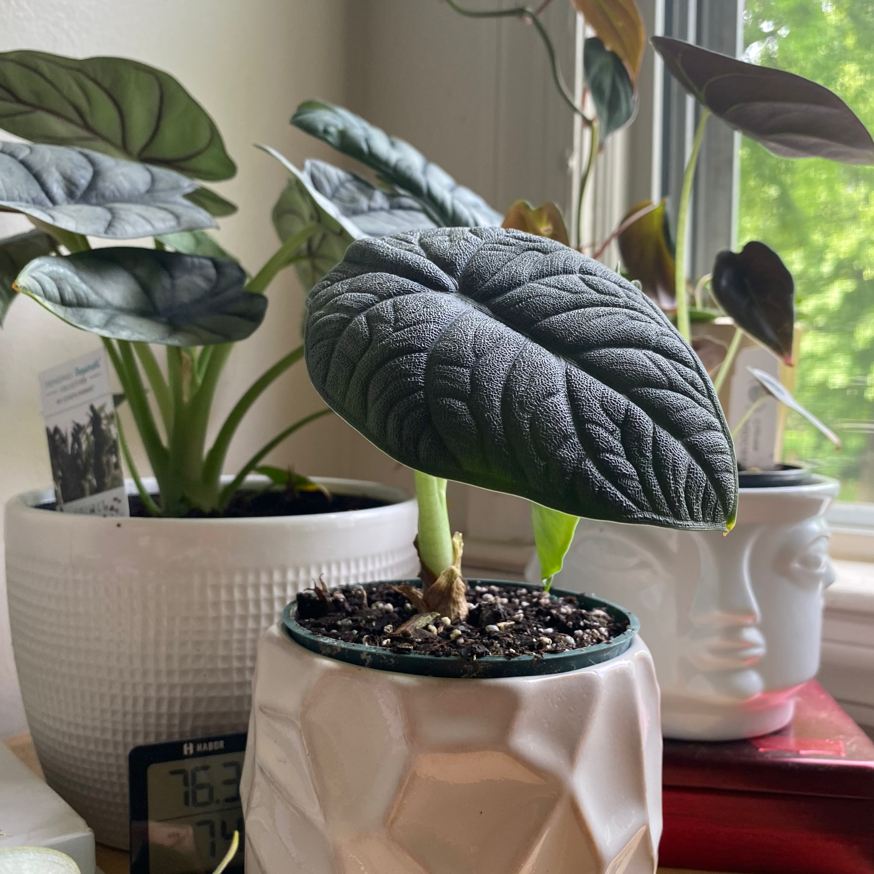 Potted Alocasia 'Rugosa' plant with dark, textured leaves in a white pot.