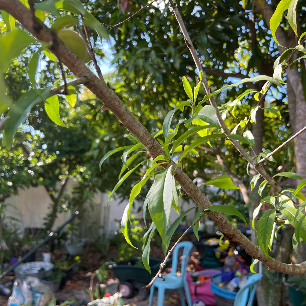 how to propagate peach trees