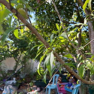 Peach Tree plant in Kissimmee, Florida