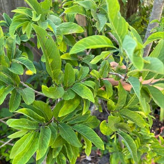 Common Persimmon plant in Kissimmee, Florida
