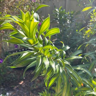 A plant in Kissimmee, Florida