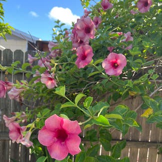 Violet Allamanda plant in Kissimmee, Florida