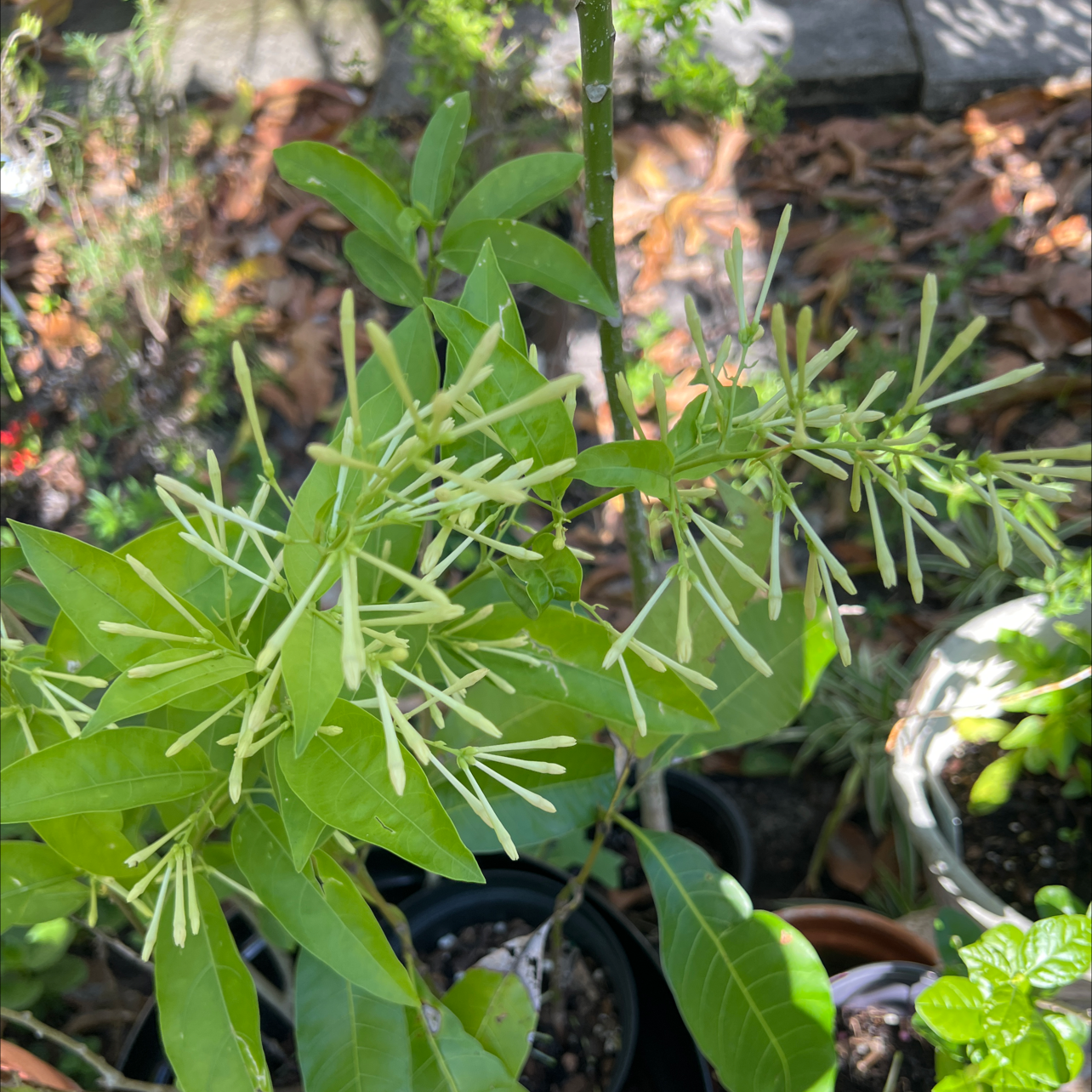Night-Blooming Jessamine plant with healthy green leaves and numerous flower buds.