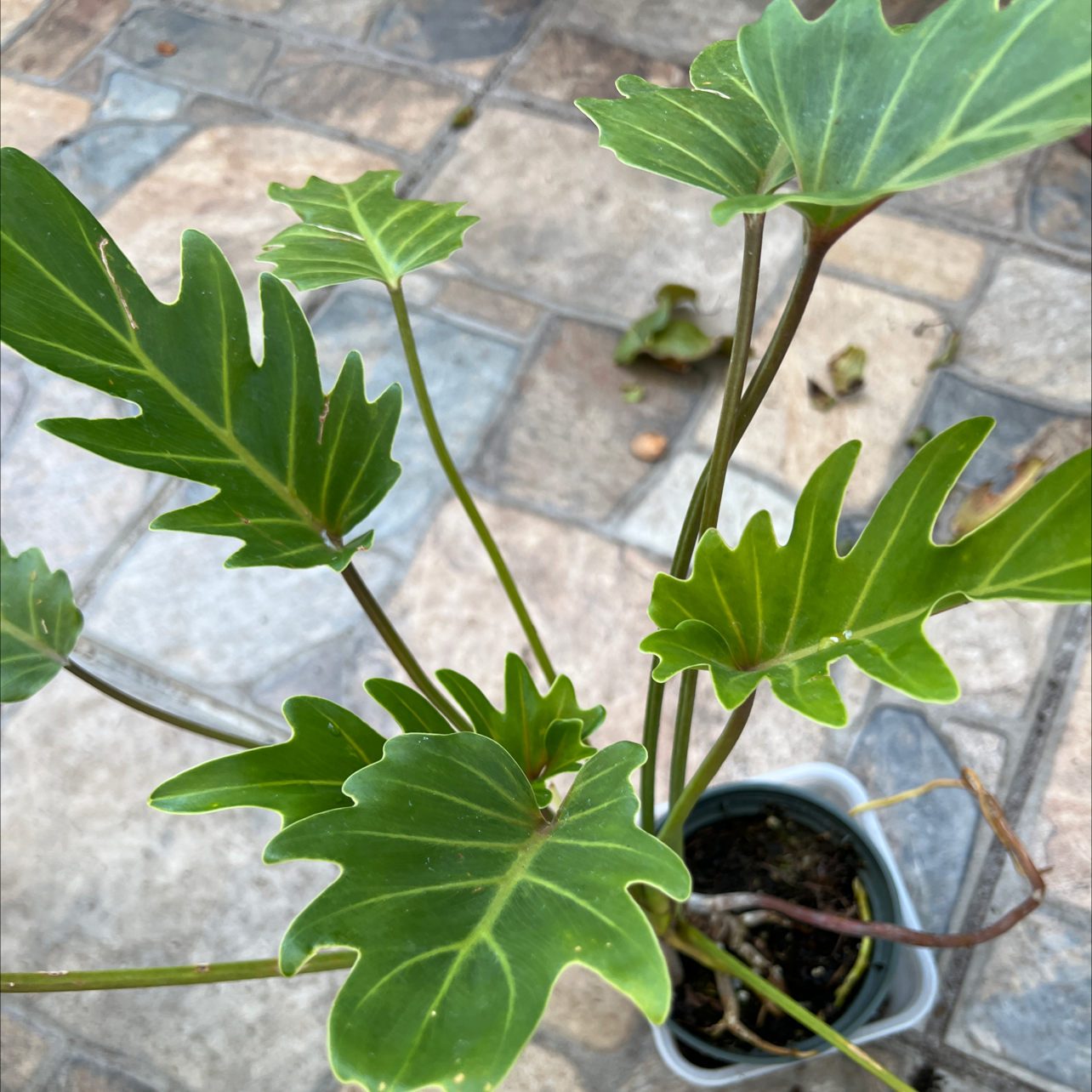 Photo of the plant species Philodendron Xanadu by @PremiumBluebill named Your plant on Greg, the plant care app