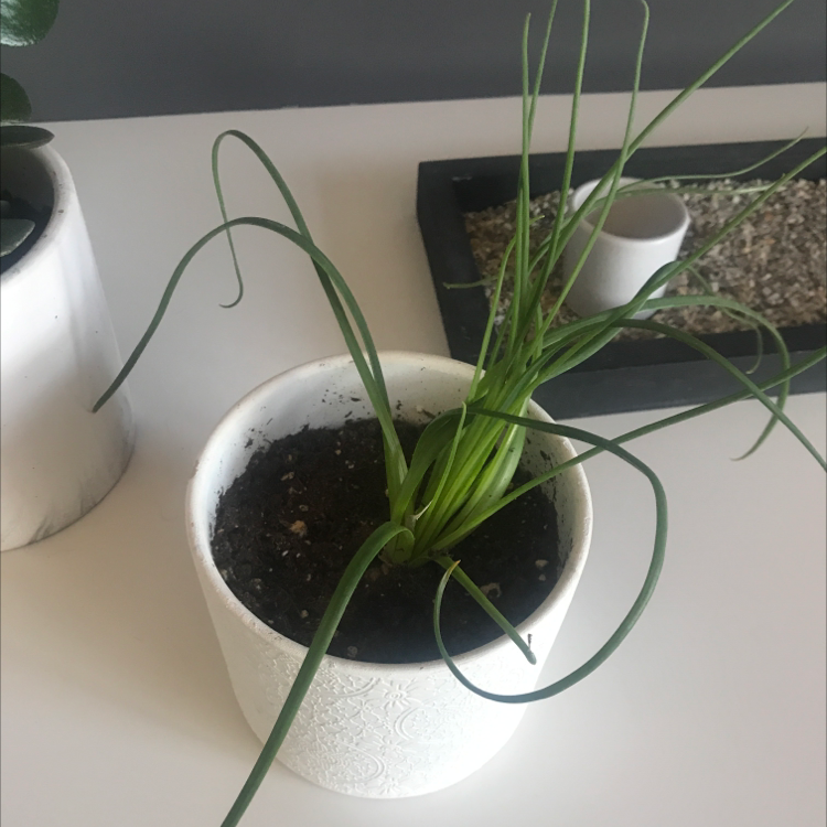 Potted Frizzle Sizzle plant with curly green leaves in a white pot.