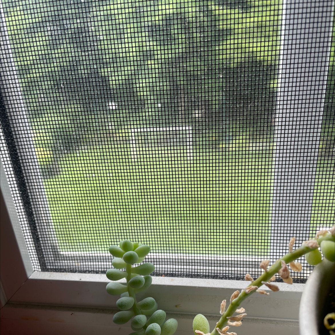 Sedum treleasei plant near a window with some browning leaves.
