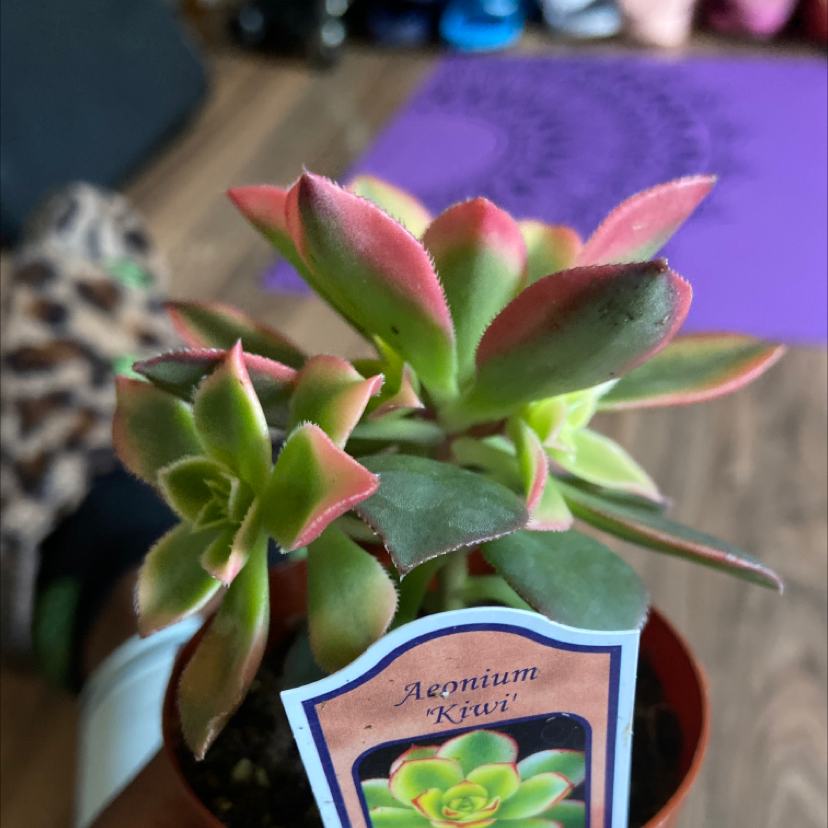Aeonium 'Kiwi' plant photo by Shacora named Moonie on Greg, the plant care app.