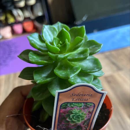 How to Care for Lety's Sedeveria: Mastering Water, Sunlight & More