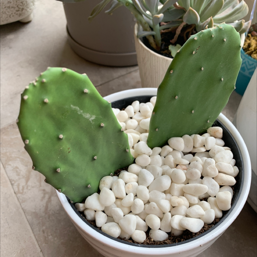 Photo of the plant species Smooth Prickly Pear by @Lorsterra named Benny on Greg, the plant care app