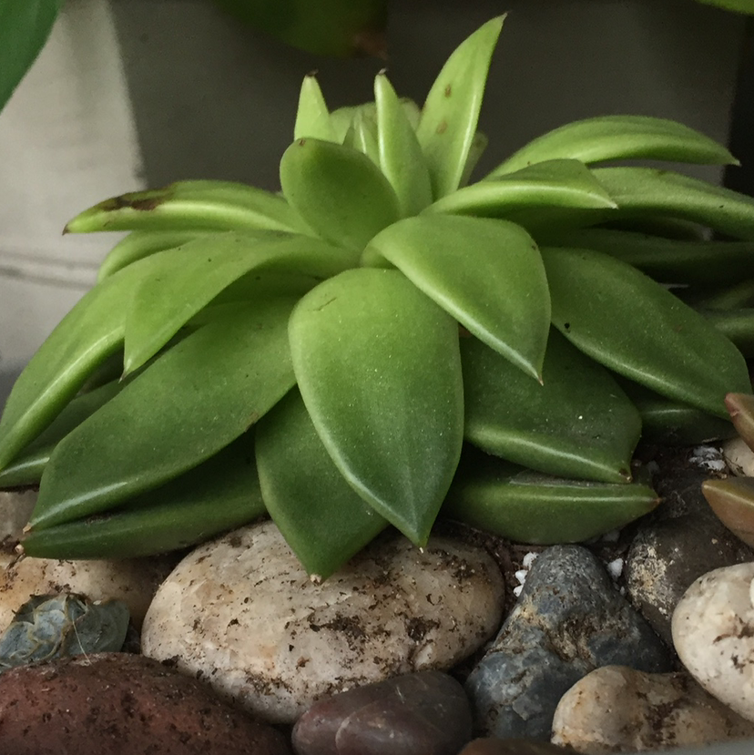 Lipstick Echeveria plant photo by @Lorsterra named Impossible on Greg, the plant care app.