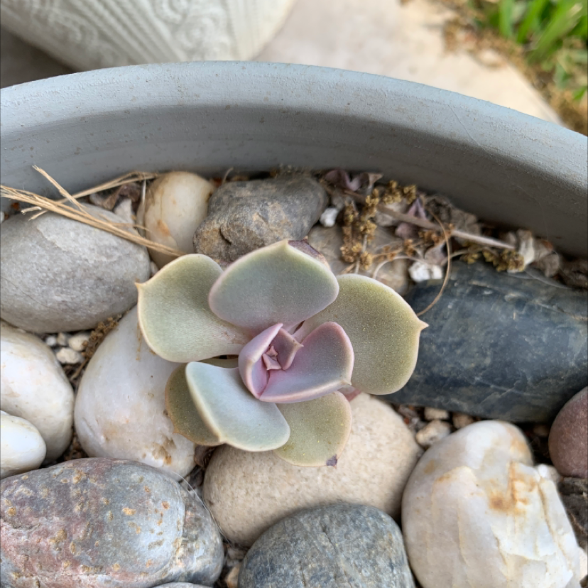 Photo of the plant species Echeveria 'Perle von Nurnberg' by @Lorsterra named Lola on Greg, the plant care app