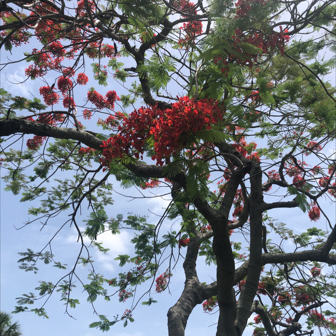 Flamboyant Tree with vibrant red flowers and green leaves against a blue sky.