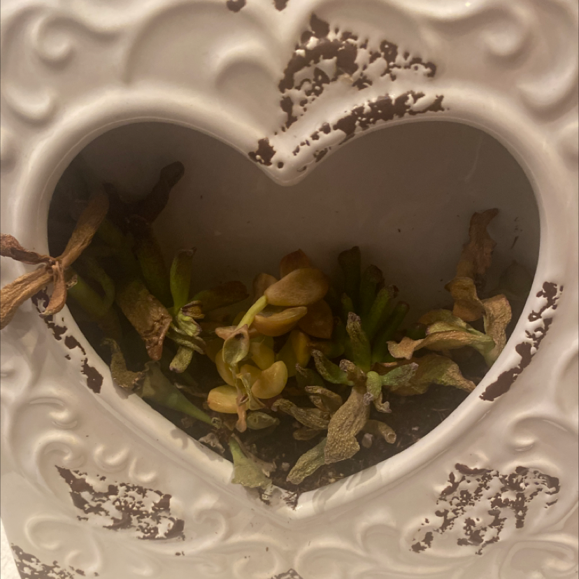 Photo of the plant species portulacaria by @FamedBluegiant named Heart plant on Greg, the plant care app