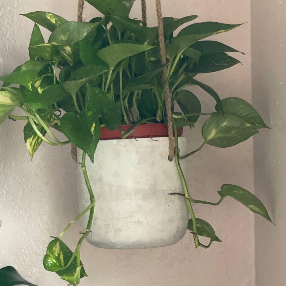 Taro Vine plant photo by @FairyPlantMother named Lala on Greg, the plant care app.