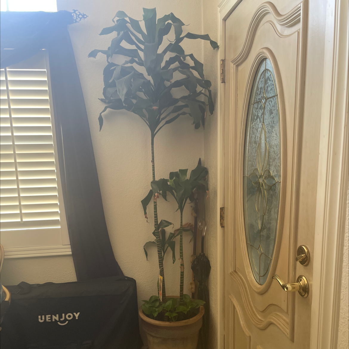 Dracaena 'Lisa' plant in a corner near a door, appears healthy with green leaves.