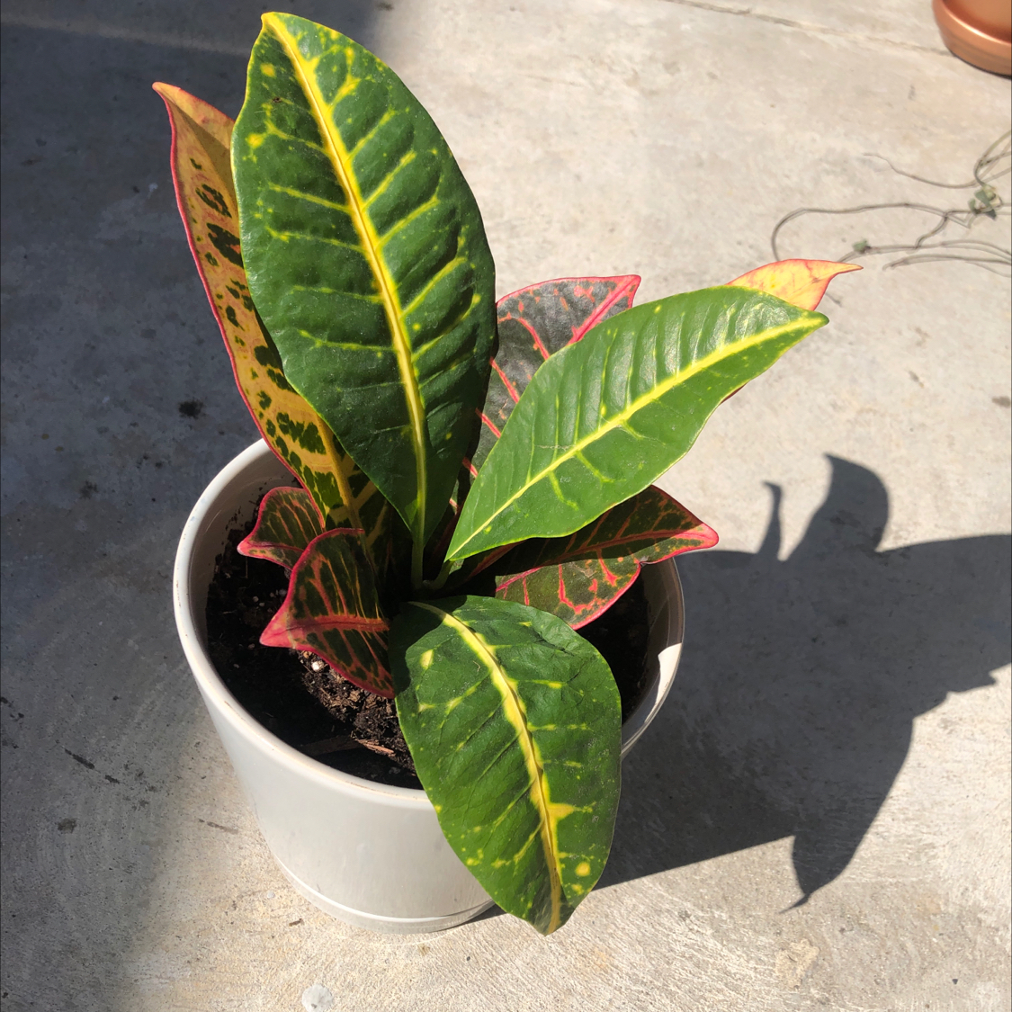 Gold Dust Croton plant photo by @FairyPlantMother named Scarlett on Greg, the plant care app.